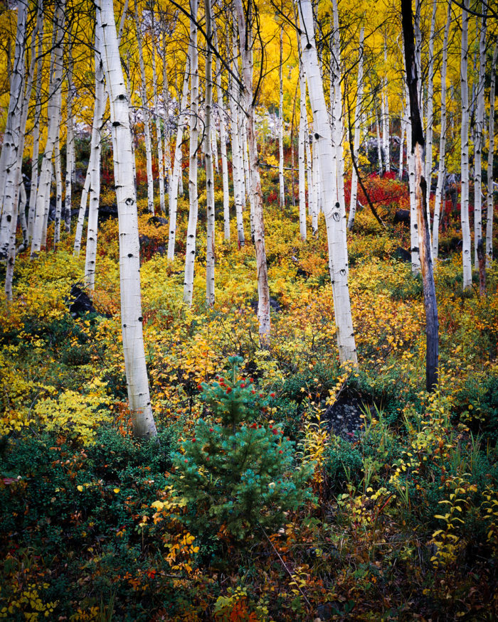 Ohio Fall Aspen i