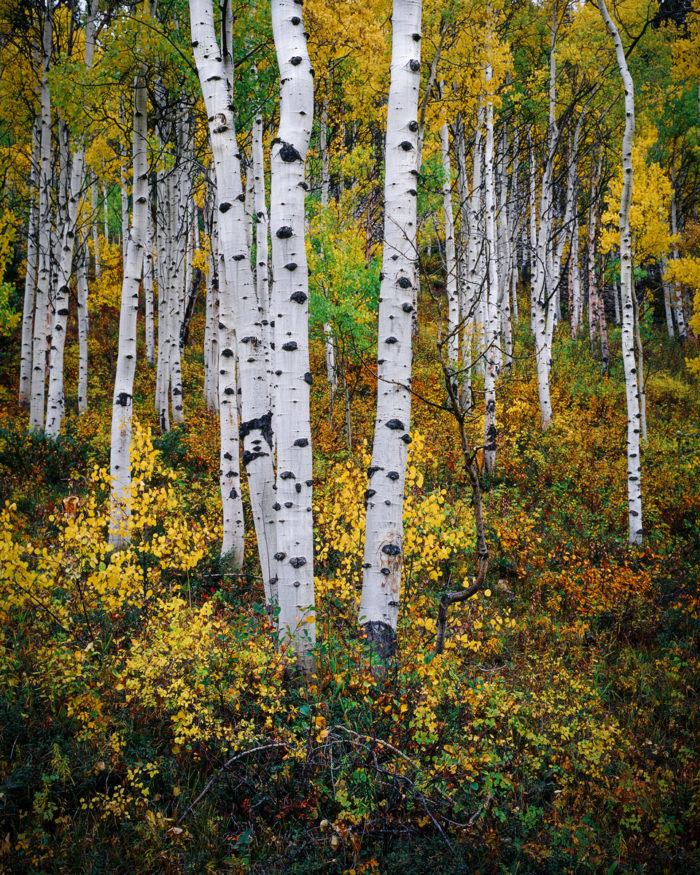 Ohio Fall Aspen ii