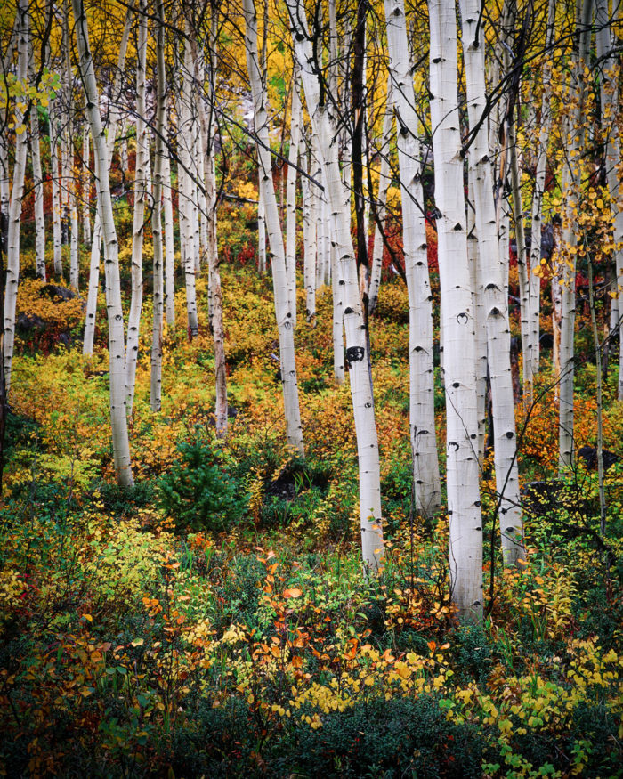 Ohio Fall Aspen iii