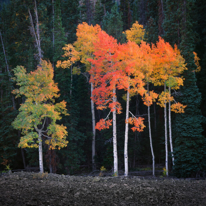 Truffula Trees